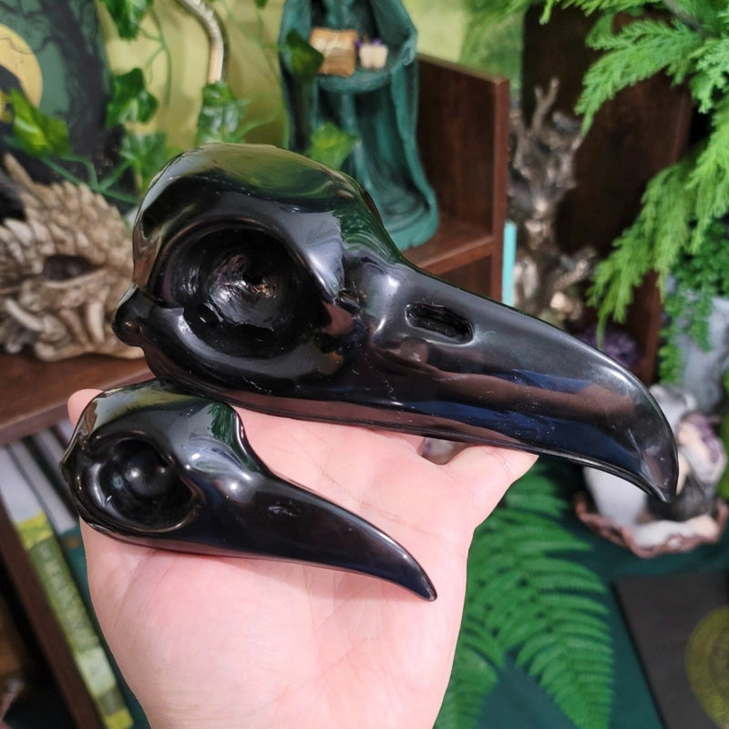 Jumbo 7" Obsidian Raven Bird Skull