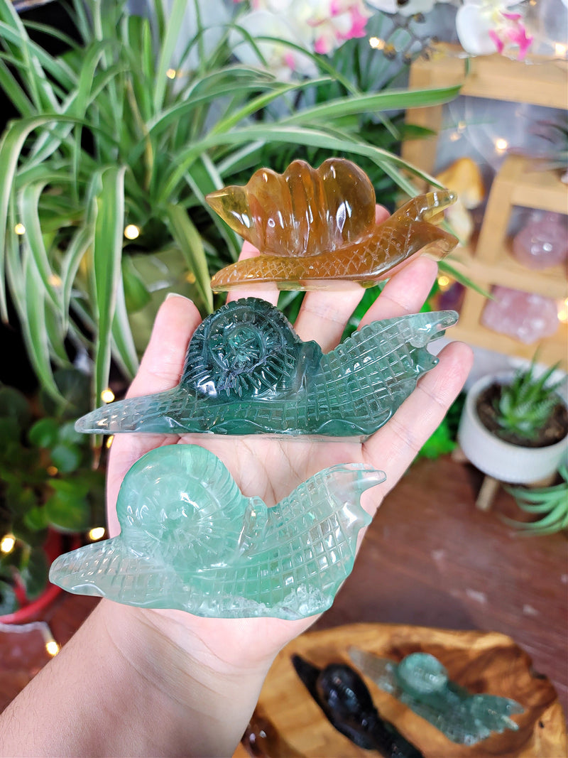Fluorite Snails - Large